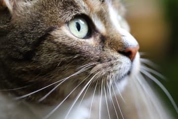 中国で「また残酷な猫虐待」と大騒動も、真相はAIを使った捏造だった―中国メディア