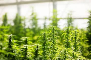 大麻栽培農場の臭気に苦情噴出、対策講じなければ閉鎖も　オランダ裁判所が命令