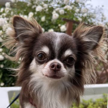 愛犬と心を通わせる方法　犬と仲良くなるための接し方とは？