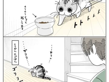 遊び中にご飯を食べる猫の行動に7万いいね！『気分屋』な性格が最高