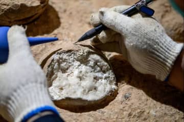 恐竜の卵を「原子時計」で年代測定、８６００万年前のものと判明　中国