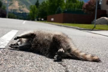 「この子を助けなきゃ」意識のないアライグマを見つけた看護師。とっさの行動に称賛「なんとも言えない気持ち」