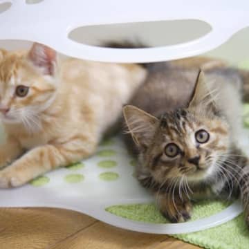 猫が『飼い主さんに隠れてコソコソやっていること』5選　後ろめたさでもあるの？！