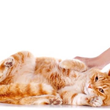 猫も『くすぐったい』ことがある？猫がくすぐったがる場所やそのときの反応を解説