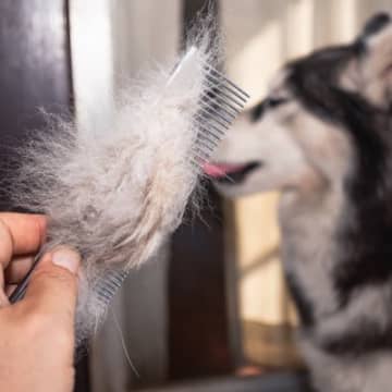 犬の『抜け毛』の上手な活用方法5つ　愛犬との思い出を残せるリメイク術や手順をご紹介