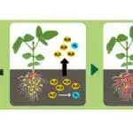 農地からの温室効果ガス放出を抑えるダイズと根粒菌の新たな共生系を開発