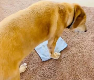 床にタオルを敷くと“ストン！”と座る犬　何でも乗っちゃう「お約束の行動」が可愛すぎる！