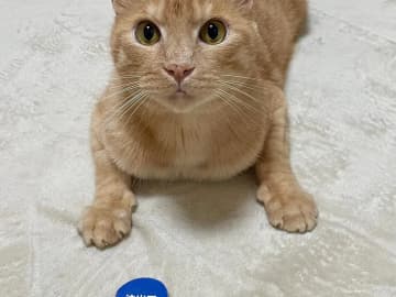 捨てるはずが宝物に…　猫2匹の『推しオモチャ』がクセ強すぎて笑える