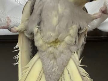 カーテンにしがみ付くペット　飼い主がとらえた光景に「ホラー映画かな？」「もはや新種の生き物でしょ」