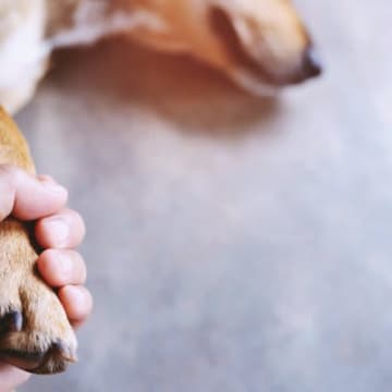犬が『突然死』考えられる原因5選　前兆はあるの？あらかじめできる対策とは