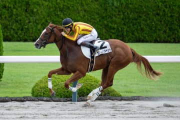【新馬/阪神6R】エスポワールシチー産駒 クリムゾンキャットがデビューV