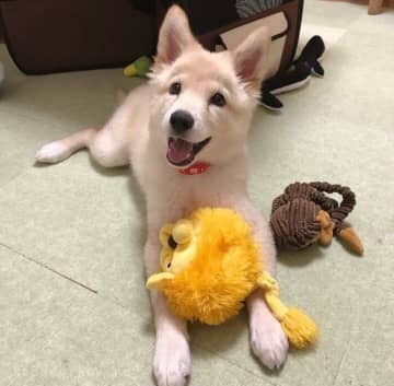 「眉毛」が可愛いニコニコ笑顔の保護子犬→5才になり成長後も“たびたび出現する眉毛”にほっこり！