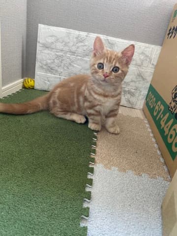 お迎え初日はゴハンをまったく食べなかった生後3カ月の子猫→3年後、「食べすぎてお太りになるくらいに」ゴハンが大好きなコに成長！