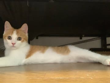 ベッドの下にすぐに篭ってしまう「ビビリなコ」だったマンチカンの子猫→一緒に寝てくれるようになり、「生きる意味のような存在」に！