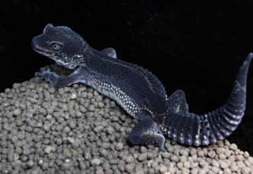 撮影者「肉眼で見たらもっと凄いですよ」画面越しでも伝わる黒い生物の神秘的な美しさが話題沸騰