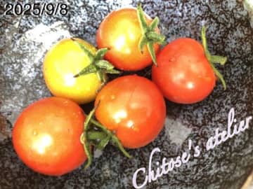 都市伝説じゃなかった！『ミニトマト』を適当に蒔いたら収穫まで出来ちゃった