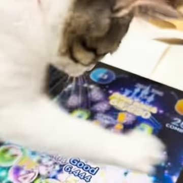 猫にツムツムをやらせてみたら…想像をはるかに超えてくる『驚愕の天才プレイ』が177万再生「俺よりも上手いのかよ」「プロゲーマーかなｗ」