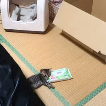 『保護した子猫』の様子を見たら…5日前まで野良だったとは思えない『とんでもないくつろぎ方』が86万再生「枕にしてて笑った」「幸せだねｗ」