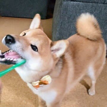 犬の歯みがきは絶対に必要！　臼歯&切歯のみがき方をマスターしよう