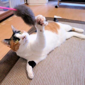 人やモノ、猫にパンチ！「猫パンチ」に込められた気持ちとは？