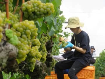 ワインの季節がやってくる！　今、注目の100％神戸産「神戸ワイン」もぶどうの収穫始まる