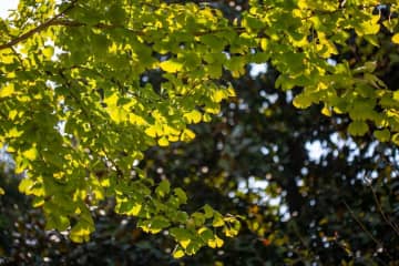 中国の若者に人気の都市型「かくれんぼ」、公園で街灯ともると同時に四方へ―中国紙