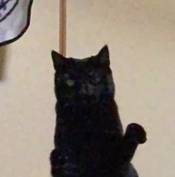 おもちゃで遊んでいた黒猫がジャンプすると…？ ある“文字“にそっくり！⇒「CGみたい」「声出して笑った」