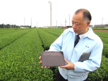 伊藤園、AIでお茶の摘採期見極めるシステムに磨き　熟練の技や高額な成分分析機の代替として提案　農業DX化推進
