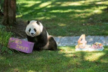 ワシントンのパンダ「青宝」が4歳に