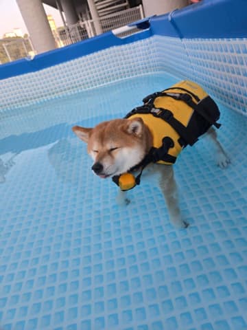 【冷やし柴犬】愛犬のプールデビューを撮影しようとしたら……まさかのリアクションに「お風呂入ってる」「なんて器用」