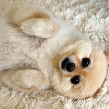 犬たちが『わざと可愛い仕草をしてる』とされる理由５つ　あざとい行動の心理から正しい接し方まで