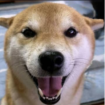 犬が目をスーッとそらす理由　目を合わせない犬の気持ちとは？