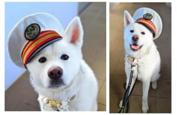 駅長は秋田犬の「想空」！10月1日から大館駅でおもてなし活動
