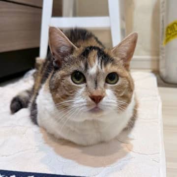 キッチンマットを新調した途端の猫の行動にほっこり 「新しい物に乗ってみる主義」飼い主さんの証言