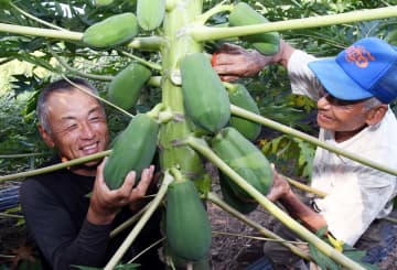 「青パパイア」秦野で出荷スタート　残暑は得意？たわわに実る