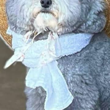 『ぬいぐるみじゃないの？』古民家の玄関を開けたら、犬がいて…ほっこりが止まらない『映画のような光景』に2万いいね「冷たい麦茶出しそう」