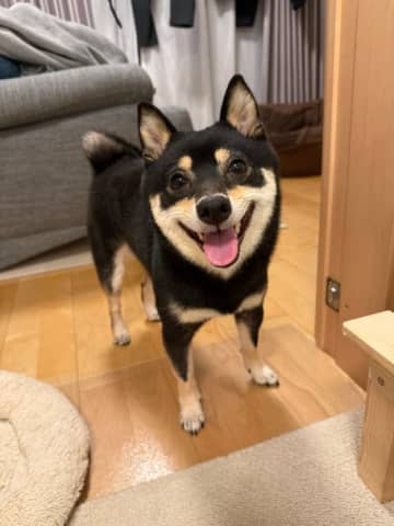 柴犬の頭をなでなで、その瞬間をよく見ると……？ 飼い主が気付いた“仕草”に「癒やされる」「かわいすぎる」とSNS悶絶