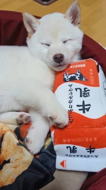 「4年経った今でも」大切なおもちゃに寄り添うワンちゃんのビフォーアフターに12万いいね→「ミルクのよう」「お気に入りなのが分かります」