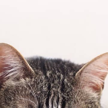猫の『耳のお手入れ』サボるとどうなる？起こり得る3つのトラブルとケアのコツ