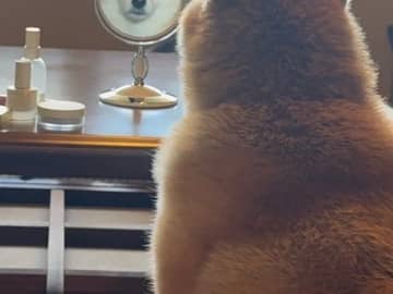 「そこから見るの、やめて…！」愛犬が鏡越しに繰り出す“新しい見張り方”が尊すぎる