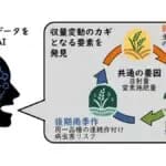半世紀分の稲作データ　AIが解析し収量変動の要因解明　京都大学と岐阜大学