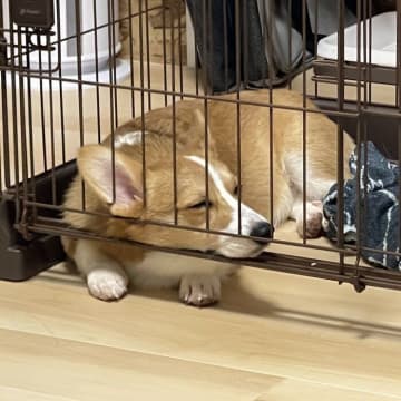寝方のバリエが「10種類以上はありそう」なコーギー！かわいらしい寝相に思わずほっこり！