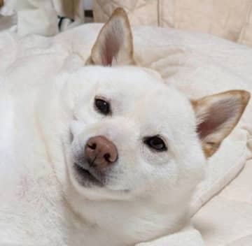 飼い主さんが寝る準備をしたらすでに柴犬寝ていた！　飼い主の布団を陣取って“得意げな表情”をする柴犬にクスッ