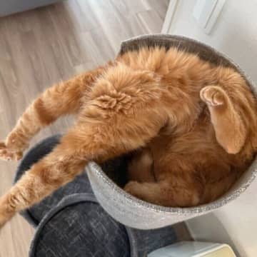 「それはホラーやて」　ベッドから“謎の手足”が飛び出す猫の寝相がシュールすぎる