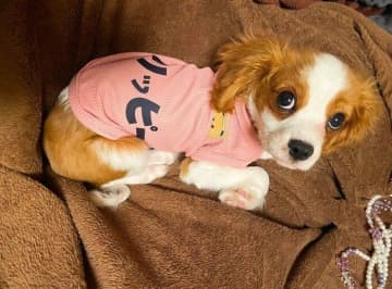 名前入りの服を着た生後4カ月キャバリア子犬→3カ月後、同じ服が「ピチピチ」になるほど大きく成長！人や他の犬が大好きなコに！