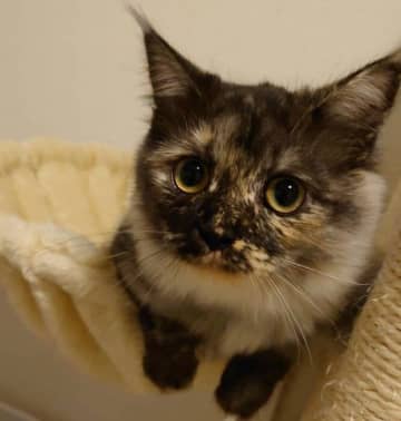 キュルキュルおめめが可愛い生後5カ月の子猫→3才の現在、「あざと可愛い系」の甘えん坊に成長！