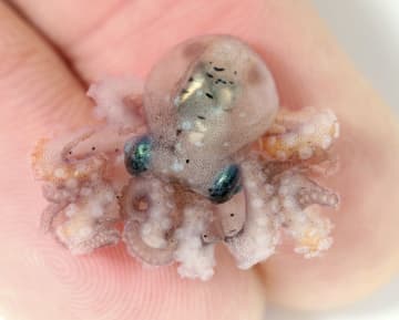 意外と見たことない！？手のひらサイズのタコの赤ちゃんを披露！「子どものタコを見るのは初めてです！」とSNSで驚きの声も