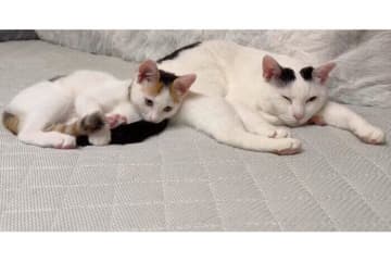 馴染むのに時間がかかった先住猫と新入り保護子猫→1カ月後、「同時に寝落ち」の可愛すぎる瞬間に歓喜！