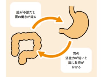 「腸活」だけじゃ足りない？ これからは「胃活」が健康のカギ【眠れなくなるほど面白い 図解 胃と腸の話】