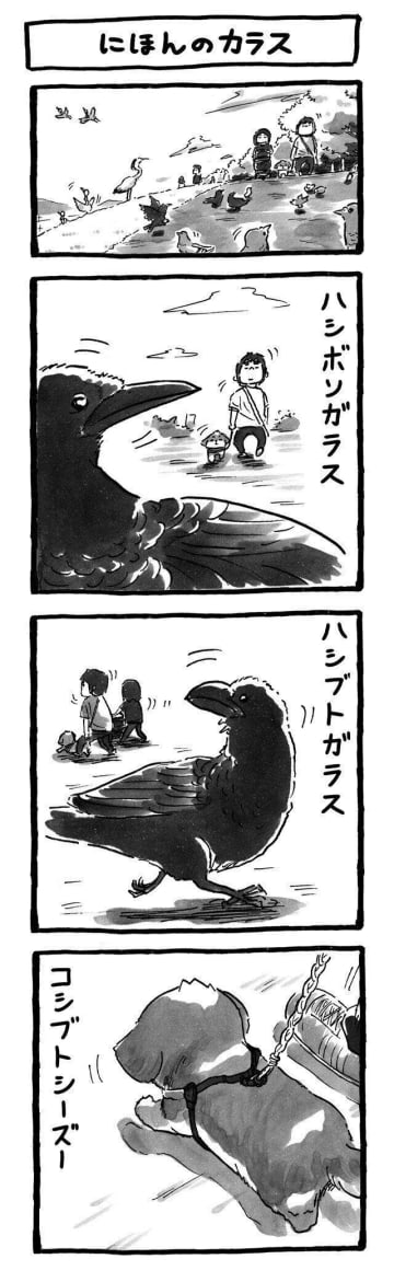 愛犬の体型にちなんだ妄想学名！ムッチリシーズー|連載「シーズー犬のてんぽ」第283回